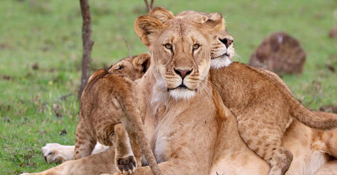 AFRICAN SAFARIS